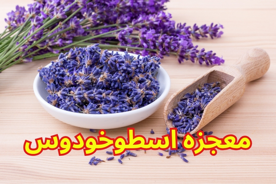 معجزه اسطوخودوس